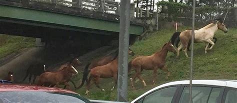 horse loose on highway